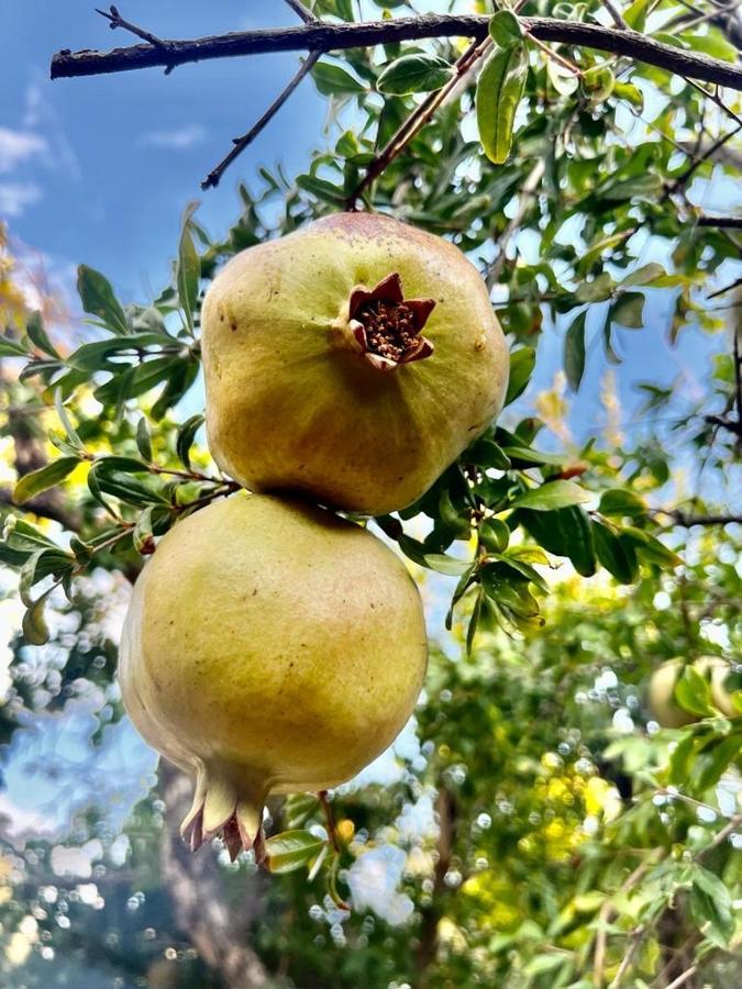 Olive Sense Villa Afantou Buitenkant foto