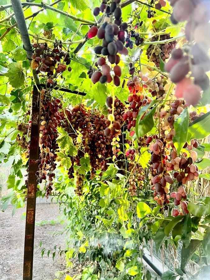 Olive Sense Villa Afantou Buitenkant foto